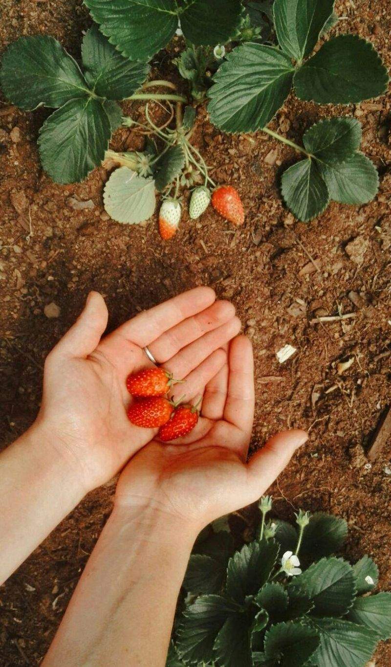 季節の寄せ植え・花壇メンテナンス